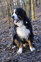 1++++Anton Ruhpolding_DDB4648 Kopie